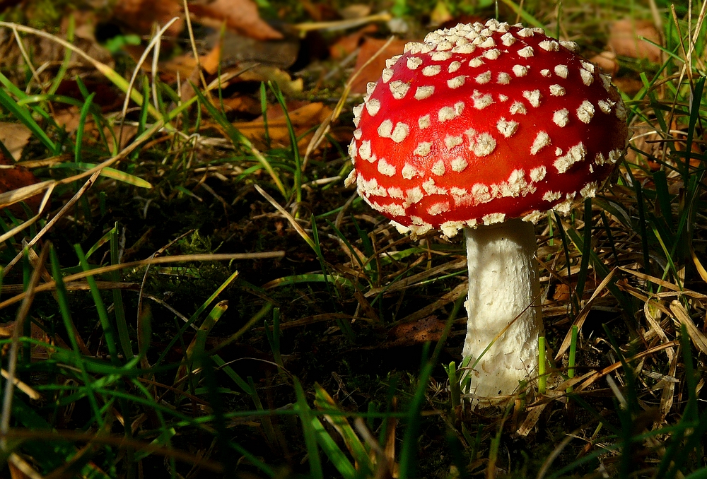 The Fungi World (368) : Fly Agaric 