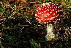 The Fungi World (368) : Fly Agaric 