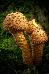 The Fungi World (369) : Shaggy Scalycap 