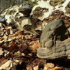 The Fungi world (37) : Hoof fungus