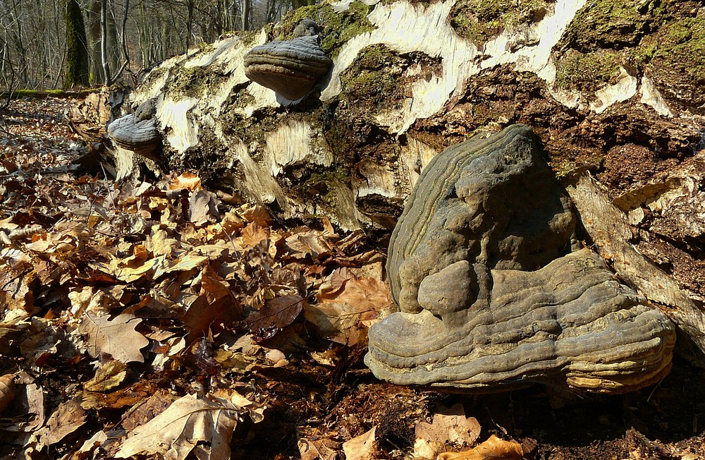 The Fungi world (37) : Hoof fungus