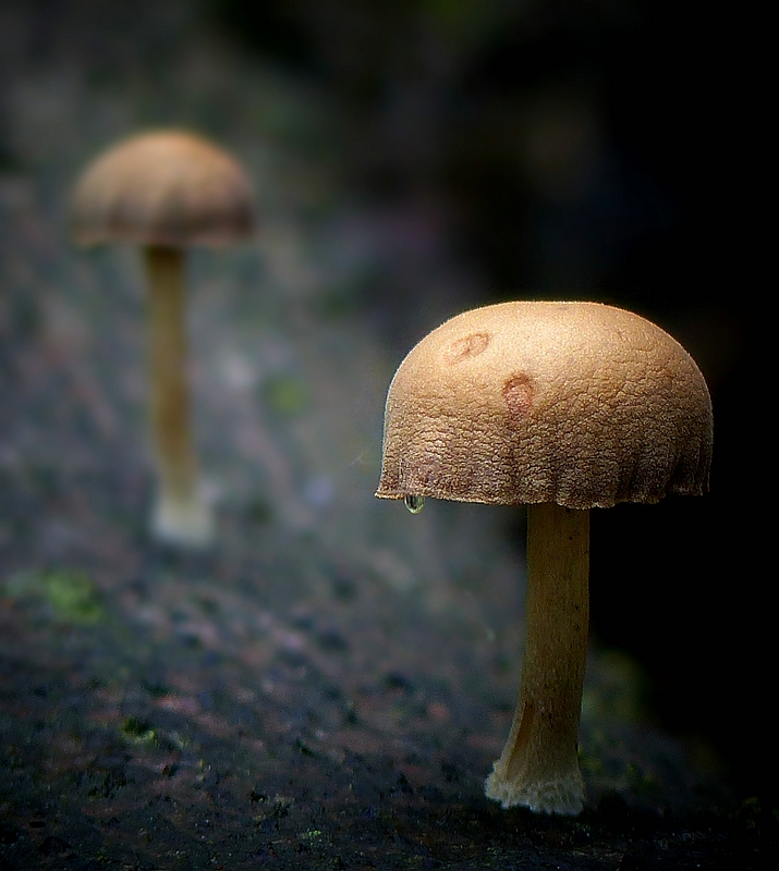 The Fungi World (370) : Dewdrop Dapperling