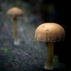 The Fungi World (370) : Dewdrop Dapperling