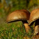 The Fungi World (371) : Bitter Bolete