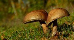 The Fungi World (371) : Bitter Bolete