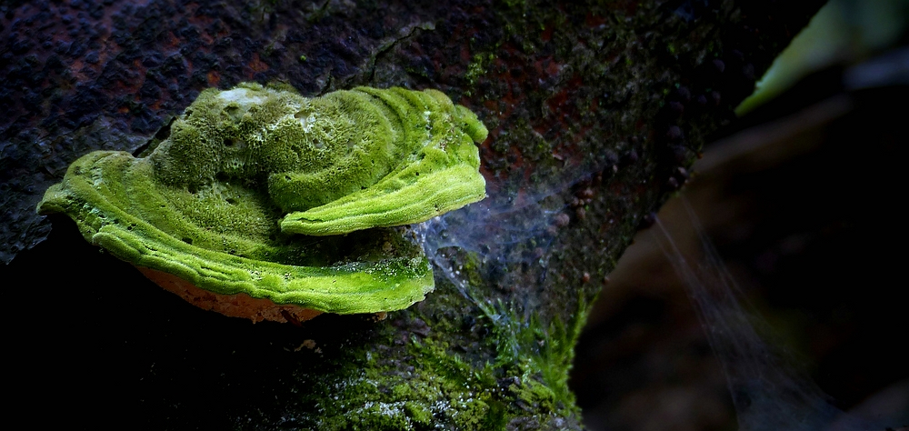 The Fungi World (372) : Lumpy Bracket