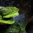 The Fungi World (372) : Lumpy Bracket