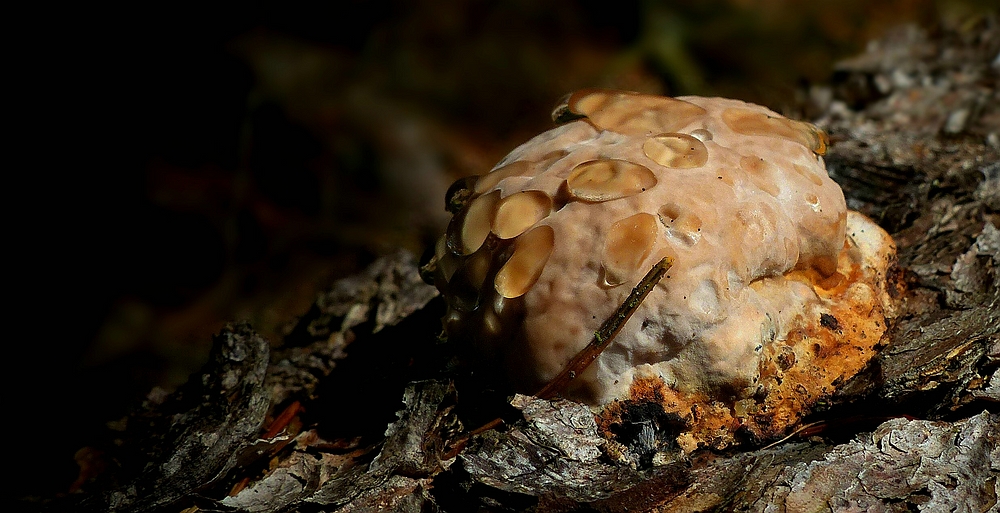 The Fungi World (373) : Oak Bracket 