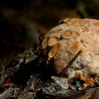 The Fungi World (373) : Oak Bracket 
