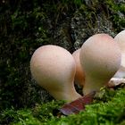 The Fungi World (374) : Pear-shaped Puffball