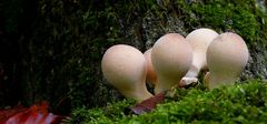 The Fungi World (374) : Pear-shaped Puffball