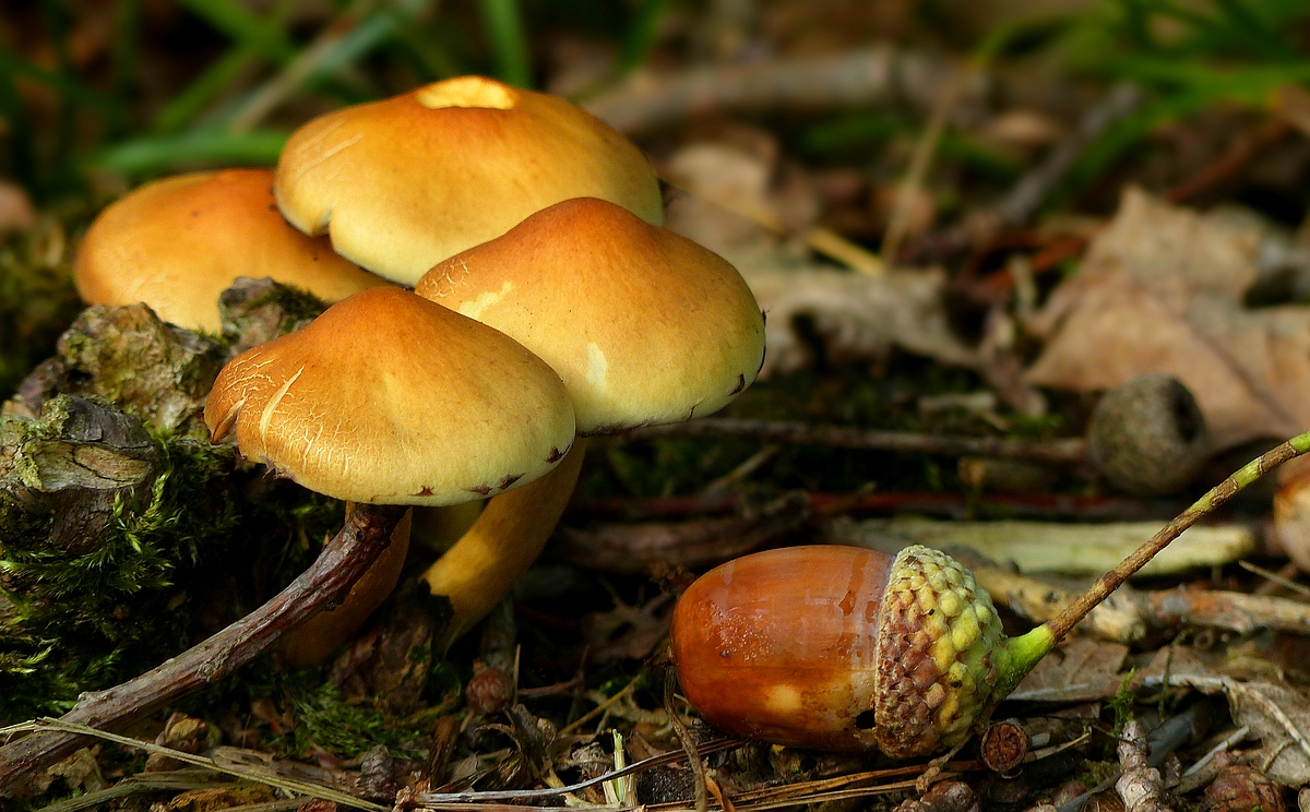 The Fungi World (375) : Bovine Bolete