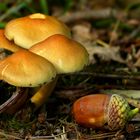 The Fungi World (375) : Bovine Bolete