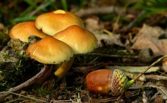 The Fungi World (375) : Bovine Bolete