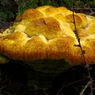The Fungi World (376) : Woolly Velvet Polypore