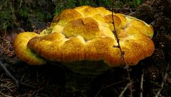 The Fungi World (376) : Woolly Velvet Polypore