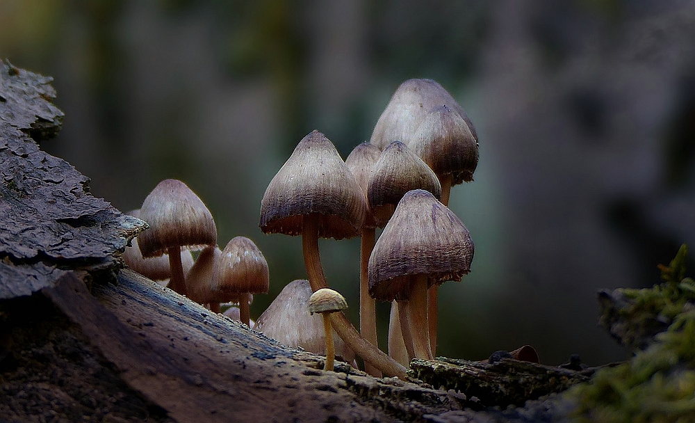 The Fungi World (378) : Clustered Pine Bonnet