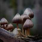 The Fungi World (378) : Clustered Pine Bonnet