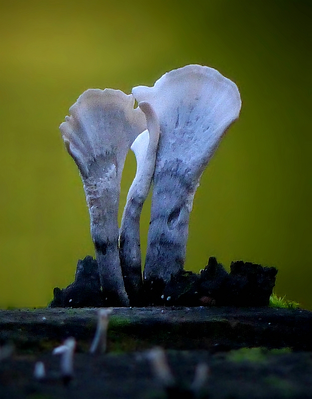 The Fungi World (379) : Candlesnuff fungus 