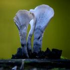 The Fungi World (379) : Candlesnuff fungus 