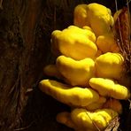 The Fungi world (38) : Chicken of the Woods.
