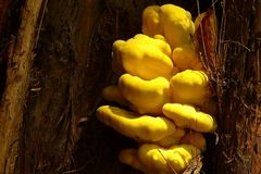 The Fungi world (38) : Chicken of the Woods.