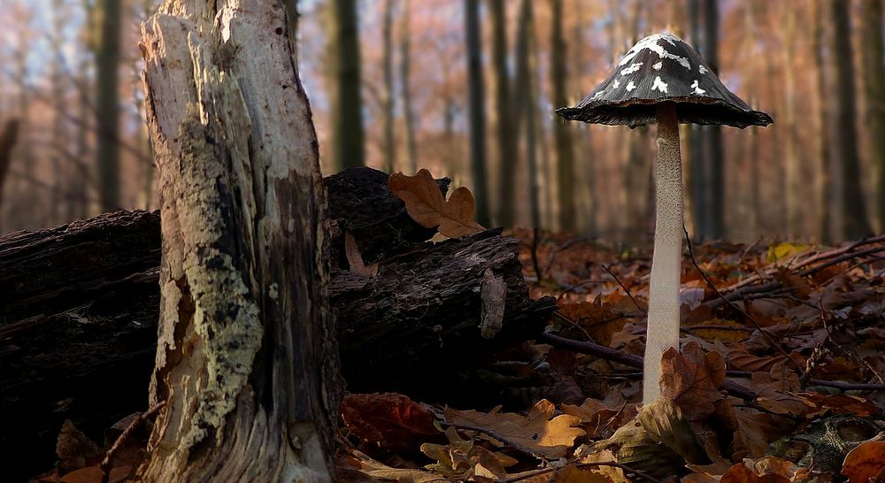 The Fungi World (380) : Magpie Inkcap