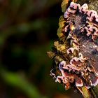 The Fungi World (381) : Silver Leaf