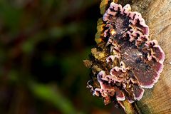 The Fungi World (381) : Silver Leaf