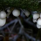 The Fungi World (382) : Porcelain fungus 