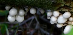 The Fungi World (382) : Porcelain fungus 