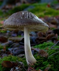 The Fungi World (383) : Sooty Shield
