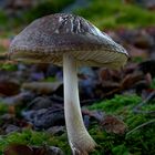 The Fungi World (383) : Sooty Shield