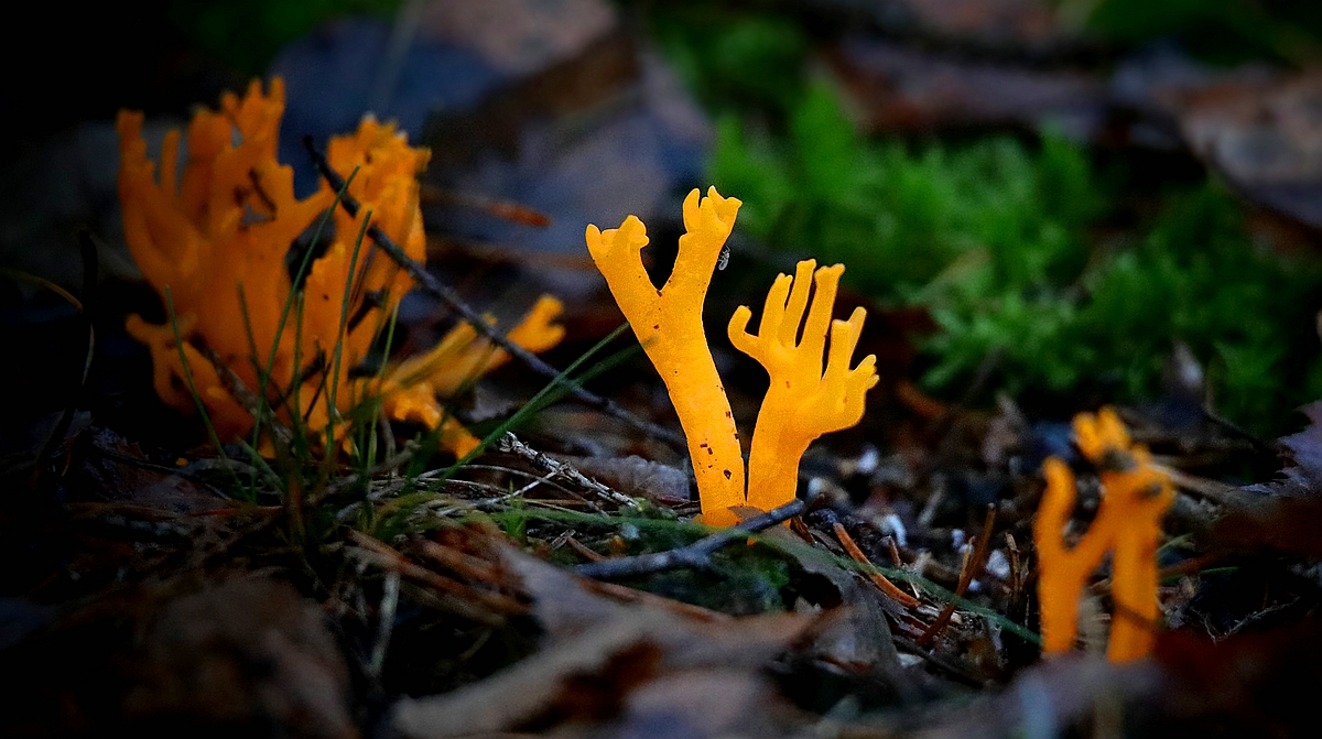 The Fungi World (384) : Yellow Stagshorn 