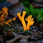 The Fungi World (384) : Yellow Stagshorn 