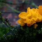 The Fungi World (385) : Yellow Brain fungus