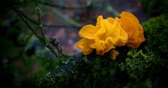 The Fungi World (385) : Yellow Brain fungus