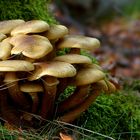 The Fungi World (386) : Honey Fungus 