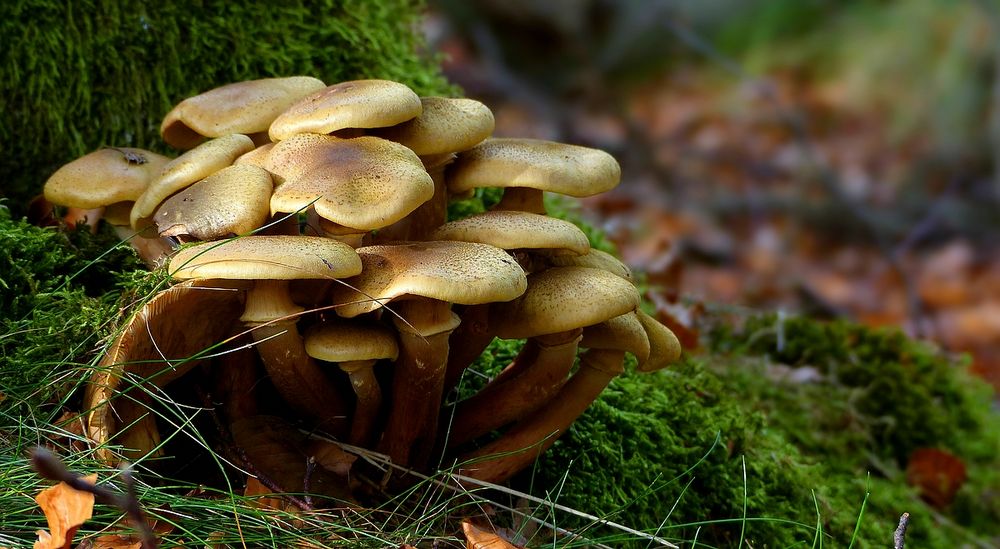 The Fungi World (386) : Honey Fungus 