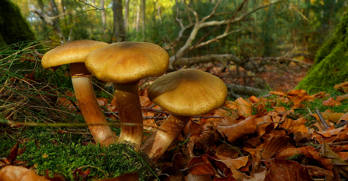 The Fungi World (387) : Girdled Webcap 