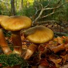 The Fungi World (387) : Girdled Webcap 
