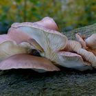 The Fungi world (388) : Oyster Mushroom 