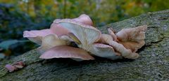 The Fungi world (388) : Oyster Mushroom 