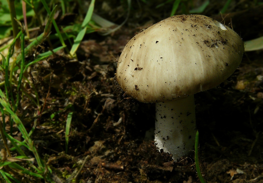 The Fungi world (39) : Saint Georges Mushroom