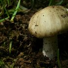 The Fungi world (39) : Saint Georges Mushroom