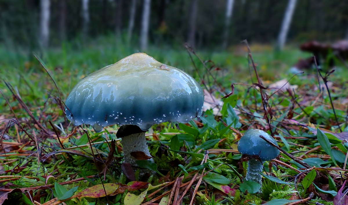 The Fungi World (390) : Verdigris Agaric