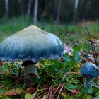 The Fungi World (390) : Verdigris Agaric