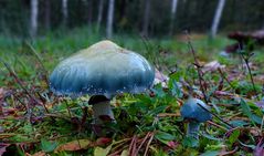 The Fungi World (390) : Verdigris Agaric