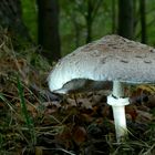 The Fungi World (391) : Shaggy Parasol 