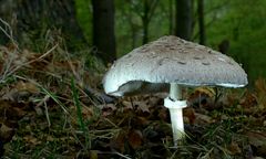 The Fungi World (391) : Shaggy Parasol 